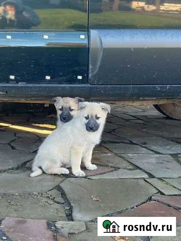 Щенки метисы 2 мес Санкт-Петербург - изображение 1