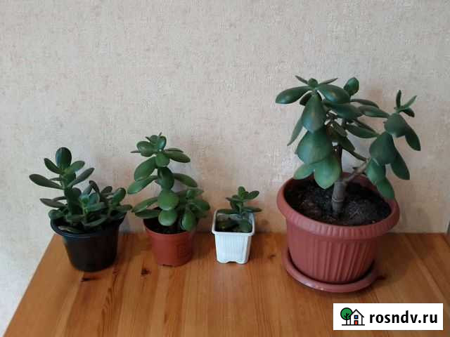 Крассула толстянка разный размер Нижний Новгород - изображение 1