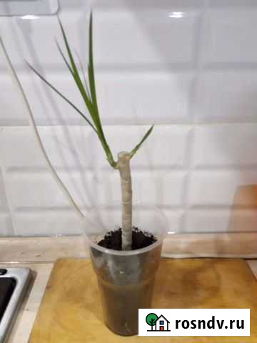 Драцена маргината Казань - изображение 1