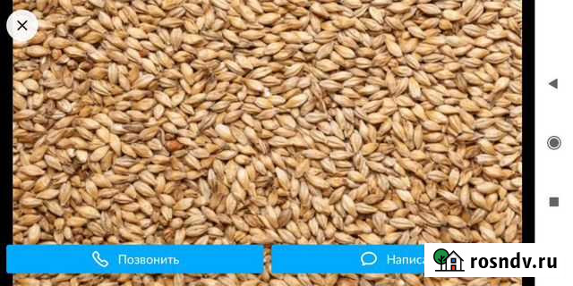 Зерно, пшеница, ячмень отруби Вознесенское - изображение 1