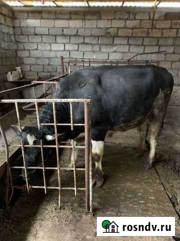 Бычок Нартан - изображение 1