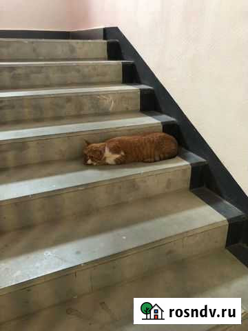 Найден котик, бесплатно в добрые руки Великий Новгород - изображение 1