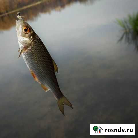 Живец плотва Клин - изображение 1