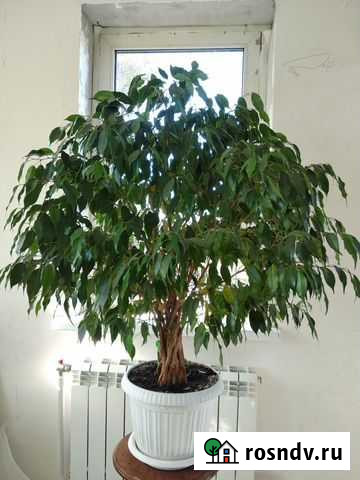 Фикус Бенджамина Кубинка - изображение 1