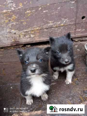 Русско европейская лайка щенки Карачев - изображение 1