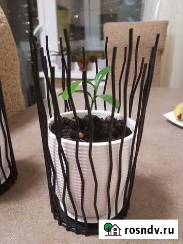 Лимонное дерево Москва - изображение 1