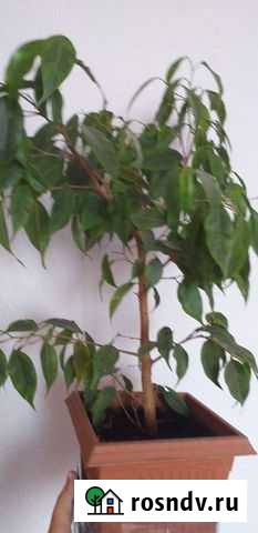 Фикус бенджамина Мценск - изображение 1