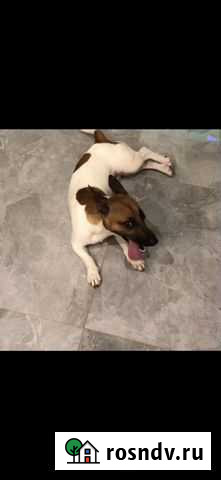 Вязка джек рассел Мысхако - изображение 1