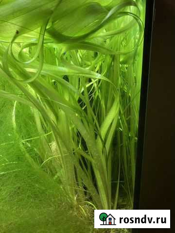 Растения для аквариума, валлиснерия гигантская Балашиха - изображение 1