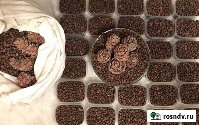 Кедровый орех в скорлупе Новое Девяткино - изображение 1