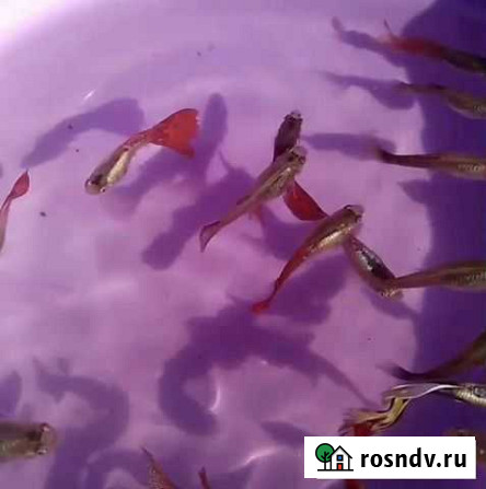 Гуппи и другие аквариумные рыбки Абинск - изображение 1