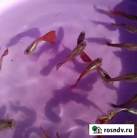 Гуппи и другие аквариумные рыбки Абинск - изображение 1