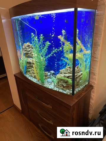 Аквариум Одинцово - изображение 1