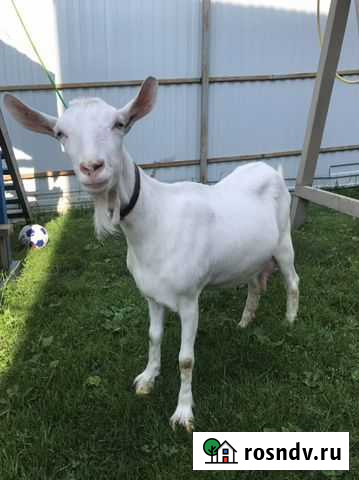 Козье молоко Подольск - изображение 1