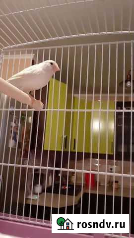 Кенара и канарейки Санкт-Петербург - изображение 1