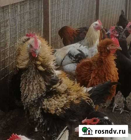 Петухи, индюки, куры- несушки Рязань - изображение 1