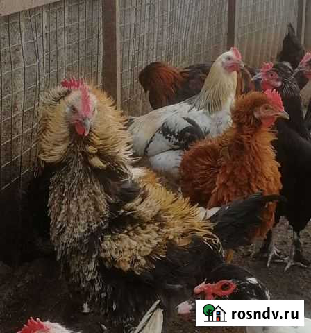 Петухи, индюки, куры- несушки Рязань - изображение 1