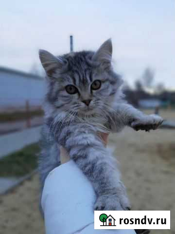 Кошка бесплатно Долгоруково - изображение 1