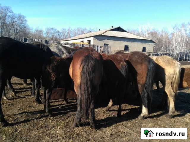 Продам табун лошадей Завитинск - изображение 1