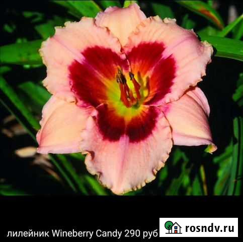 Лилейники сортовые микс Красноярск - изображение 1