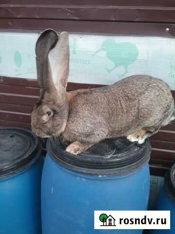 Кролики(ризен,Фландр, бельгийский великан) Санкт-Петербург - изображение 1