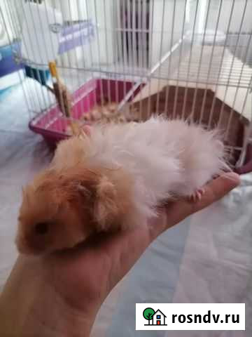 Серийские хомяки Серпухов - изображение 1
