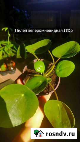 Растения для дома и офиса Балаково - изображение 1