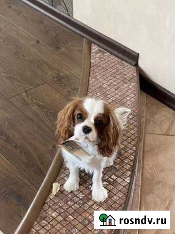 Вязка мальчик кавалер кинг чарльз спаниель Москва - изображение 1