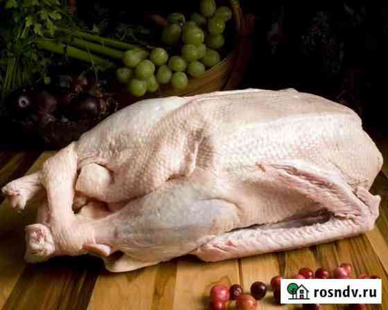 Гусь Новочернореченский
