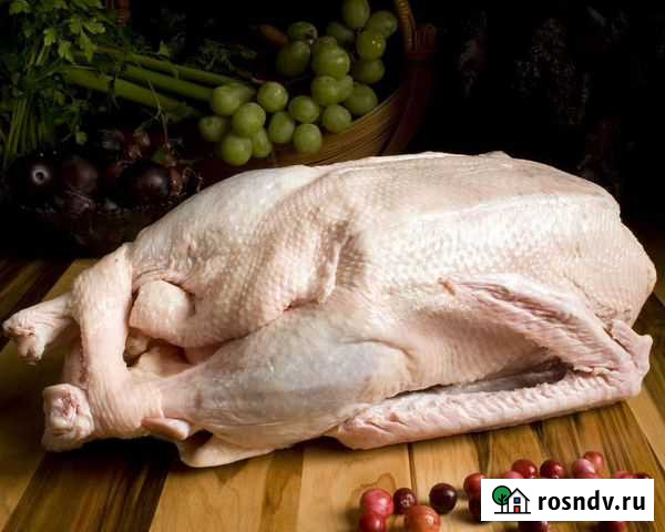 Гусь Новочернореченский - изображение 1