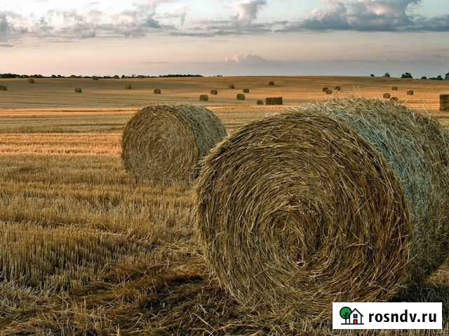 Сено в рулонах Первомайское - изображение 1