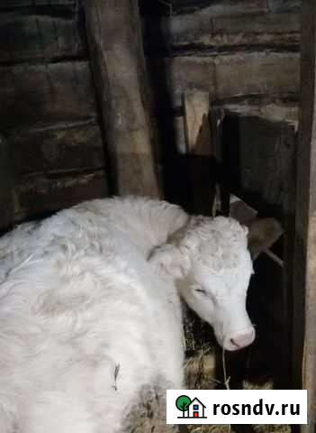 Телочка Инжавино - изображение 1