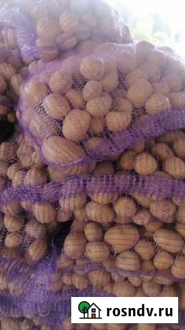 Урожай картофеля этого года Стародуб - изображение 1