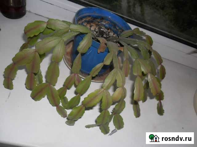 Дикабрист Ростов-на-Дону - изображение 1