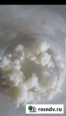 Кефирный тибетский молочный гриб Курск - изображение 1