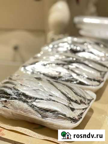 Корм для животных килька свежая Махачкала - изображение 1