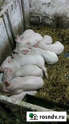 Поросята Таврическое - изображение 1