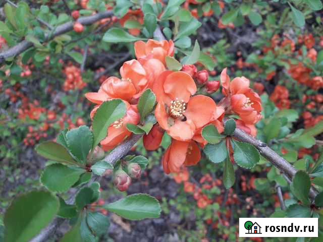 Айва японская Белгород - изображение 1