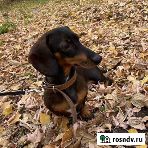 Ищу новых хозяев таксе Казань - изображение 1