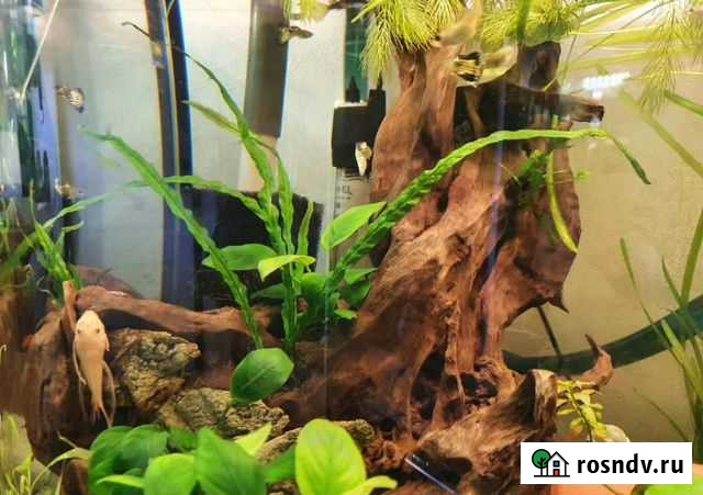 Нано Анубиас, Валиснерия, мох Селятино - изображение 1