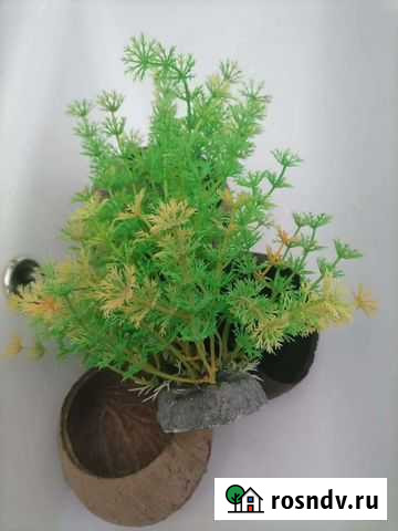 Искусственные растения Курск - изображение 1