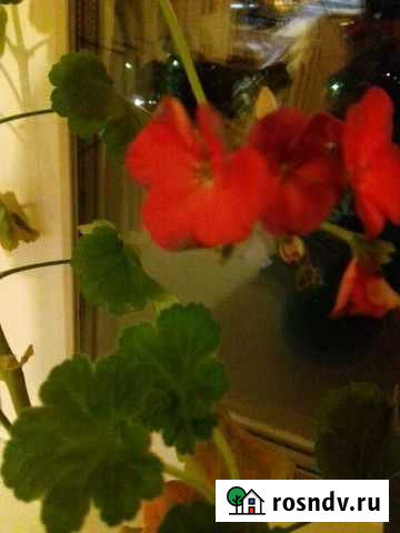 Герань взрослая ярко-оранжевая и персиково-белая Санкт-Петербург - изображение 1