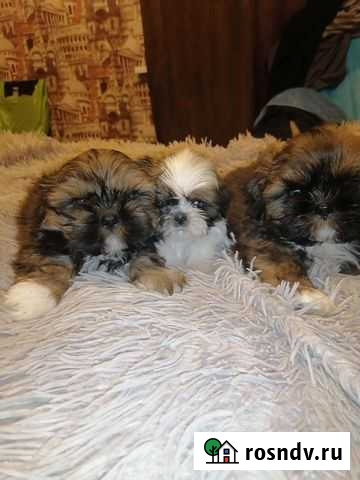 Щенки ши-тцу Волгоград - изображение 1