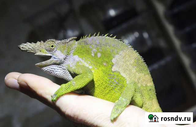 Хамелеоны, гекконы, фрины, скорпионы, лягушки, пау Москва - изображение 1