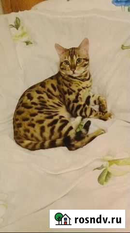 Бенгальский кот Уфа - изображение 1