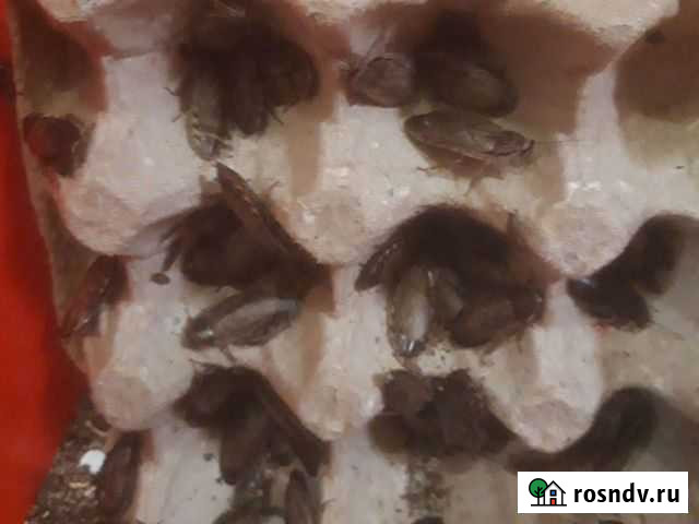 Мраморные тараканы Новосибирск - изображение 1