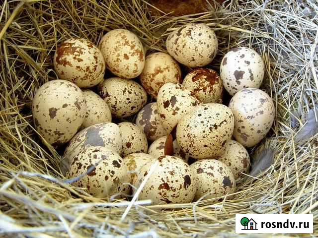 Инкубационное яйцо перепелов гигантов Ростов-на-Дону - изображение 1