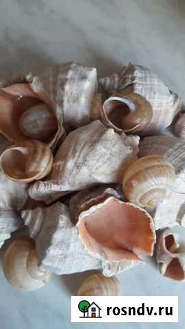 Рапаны морские Альметьевск - изображение 1