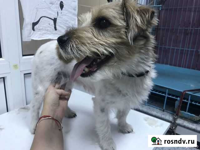 Стрижка собак мелких пород Санкт-Петербург - изображение 1