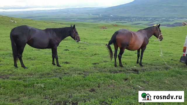 Лошади Зеленчукская - изображение 1